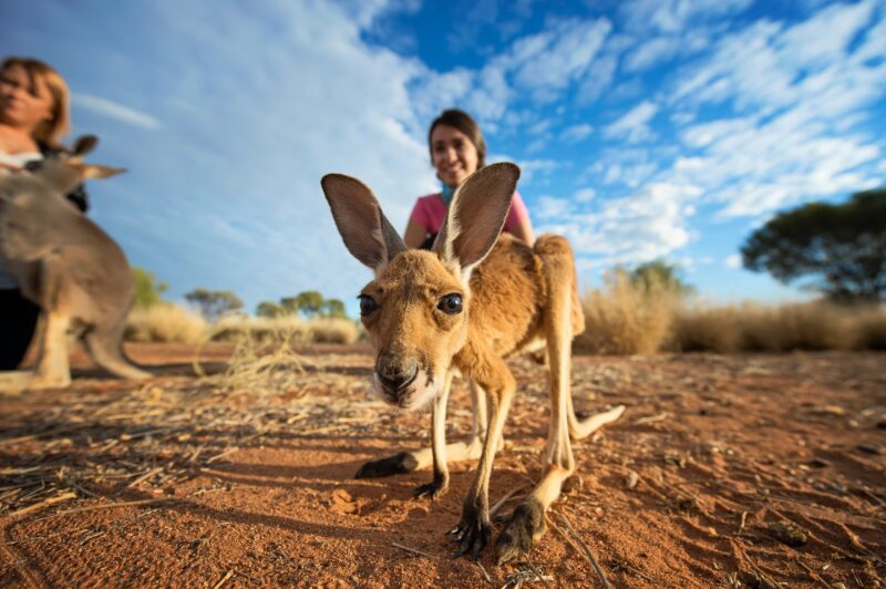 A kangaroo joey stares into the camera.