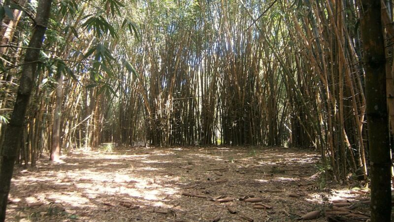 Belli Bamboo Parkland