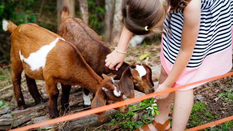 hand feeding the baby goats
