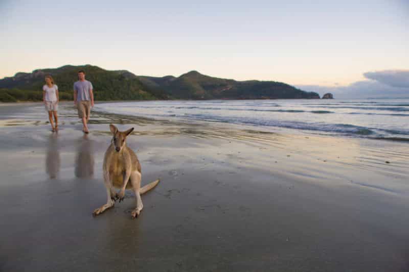 Wallabies and people on beach, Cape Hillsborough