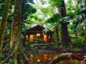 Mackay Cabin nestled in the rainforest.
