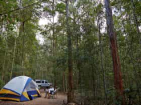 Tent in forest, Mount Mee