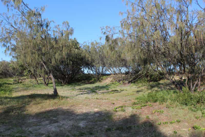 Camping area behind the beach, Fraser Island
