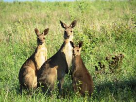 Guided property tours - kangaroo spotting