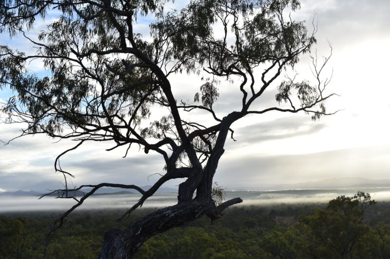 The old gnarled ironbark tree which sits in front of the house over-looking the amazing view