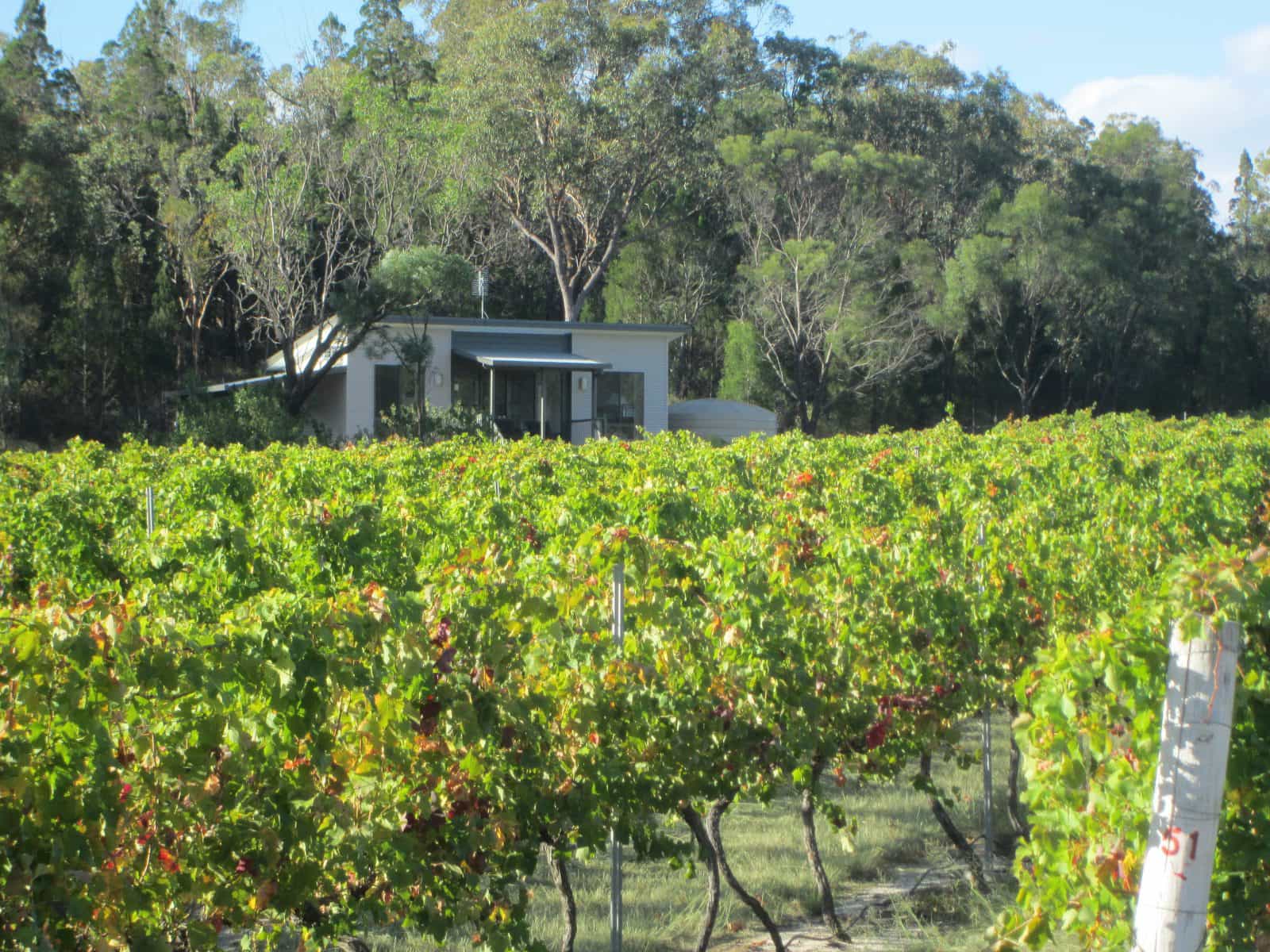 Syrah cabin from vineyard