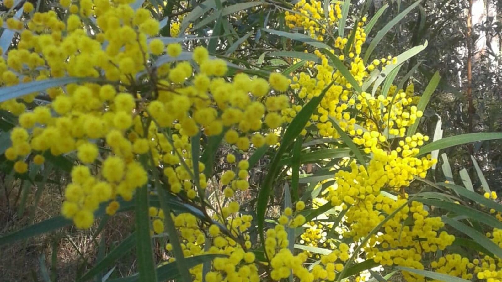 The beautiful wattle in bloom on the property.