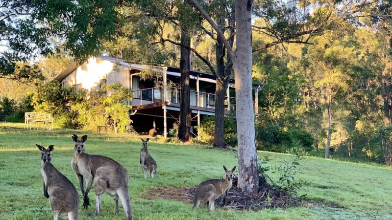 Resident kangaroo family