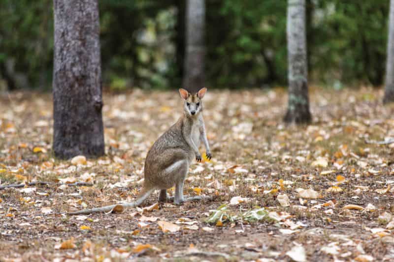 Wallaby in forest.