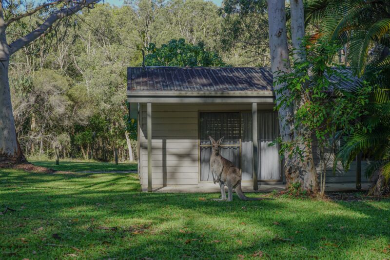 Kangaroo in front of cottage