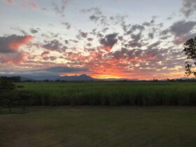 Sunset over cane