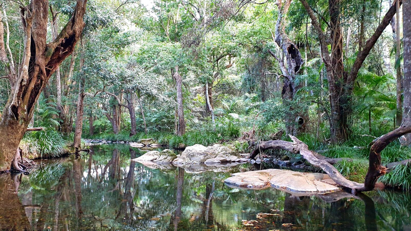 Private Rainforest Creek Camp