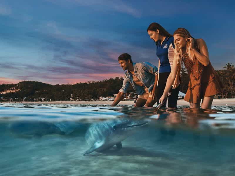 Tangalooma Island Resort - Wild Dolphin Feeding