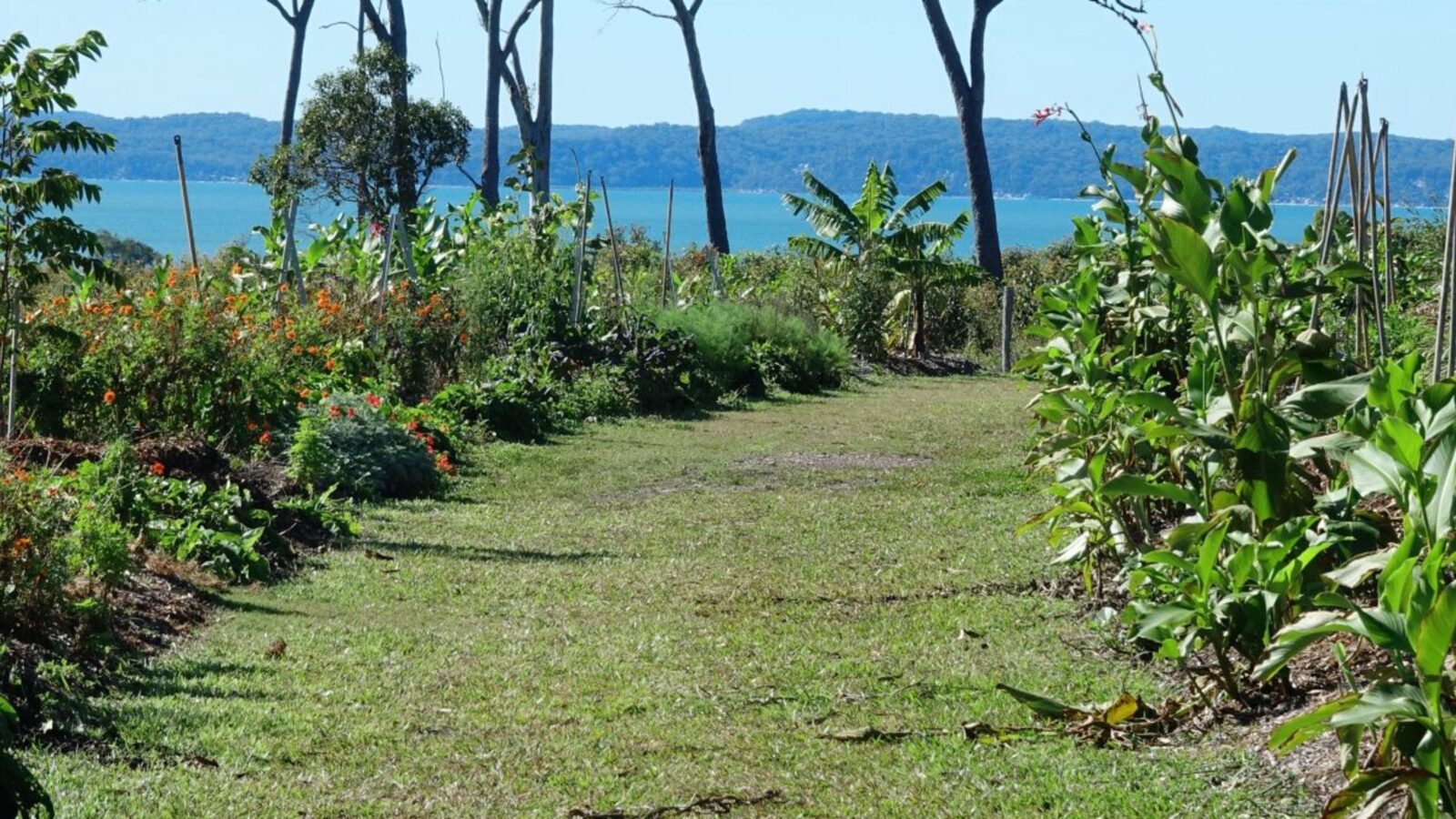 View along the developing food forest rows
