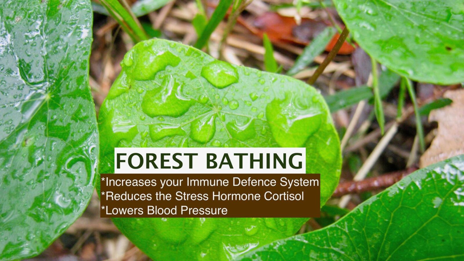 RELAX, DE-STRESS, BE FREE RECEIVE THE GIFTS OF FOREST BATHING WHILST BEING IMMERSED IN THE FOREST AT YOUR CAMPING SITE.