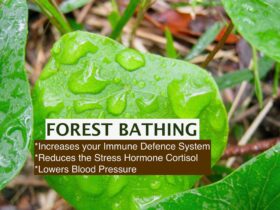 RELAX, DE-STRESS, BE FREE RECEIVE THE GIFTS OF FOREST BATHING WHILST BEING IMMERSED IN THE FOREST AT YOUR CAMPING SITE.