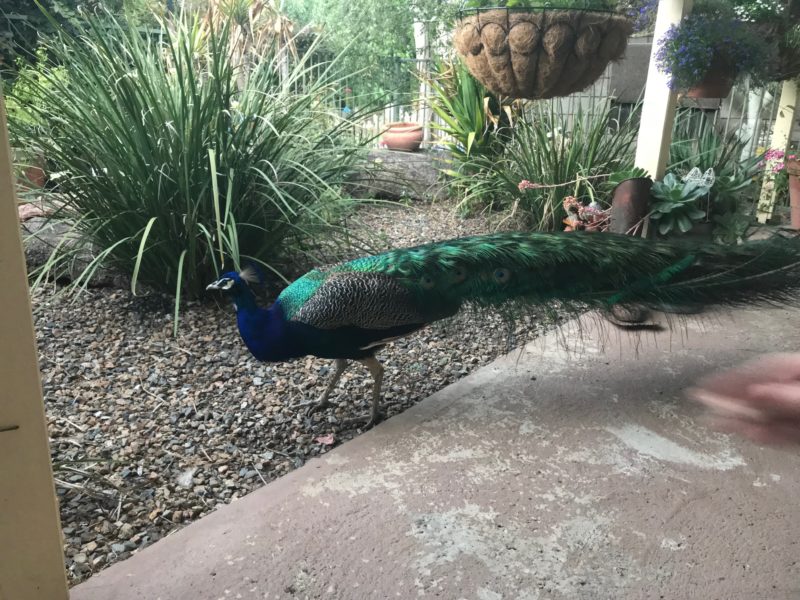 Peacocks patrolling the Farm