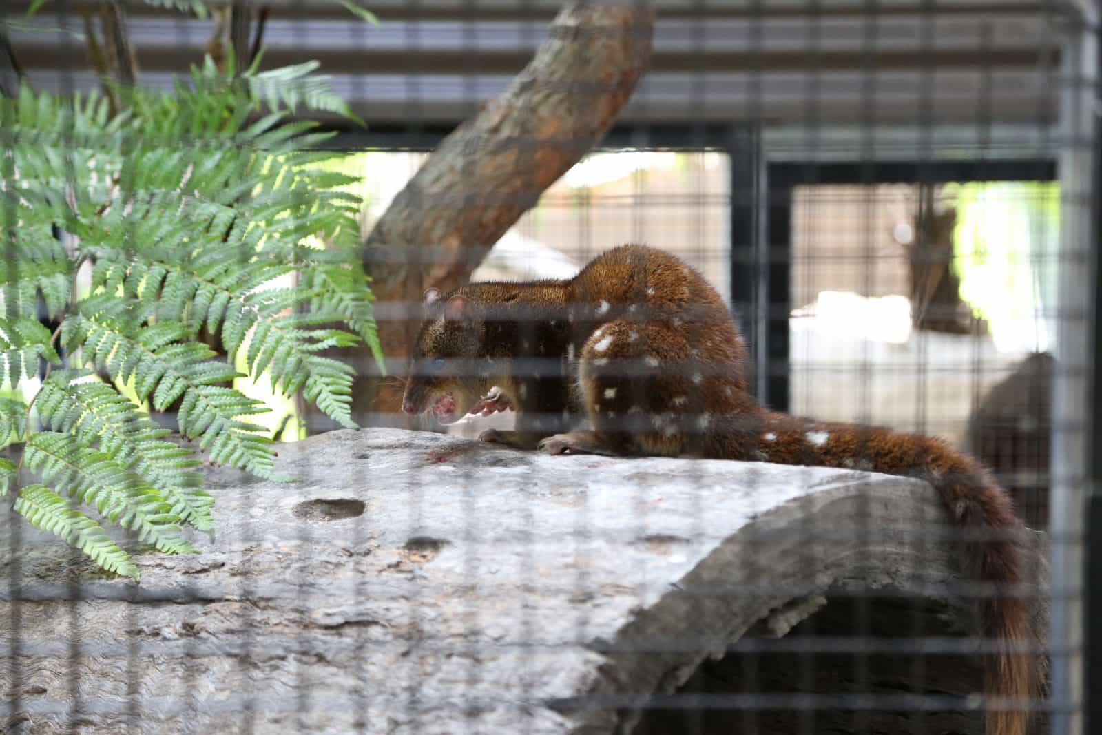 Alexandra Park, Playground and Zoo - Quoll