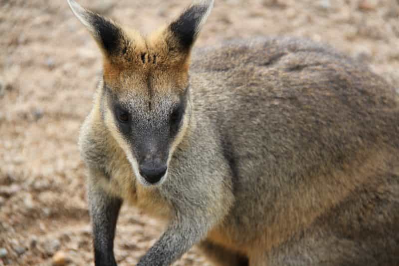 Wallaby at Alexandra Park, Playground and Zoo