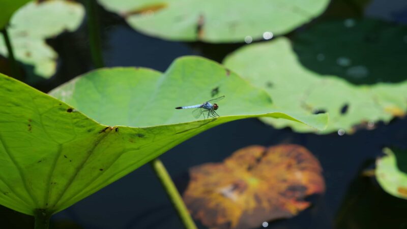 Dragonfly on lily pad