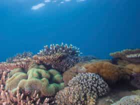 Reef Keppel Islands
