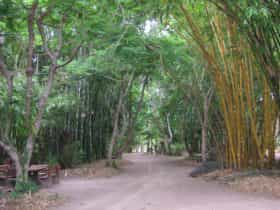 path through bamboo garden