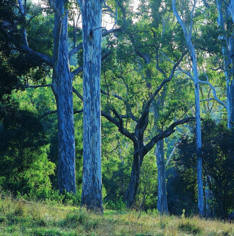 Towering gums, Benarkin State Forest