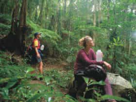 Two bushwalkers in raiforest, Binna Burra section