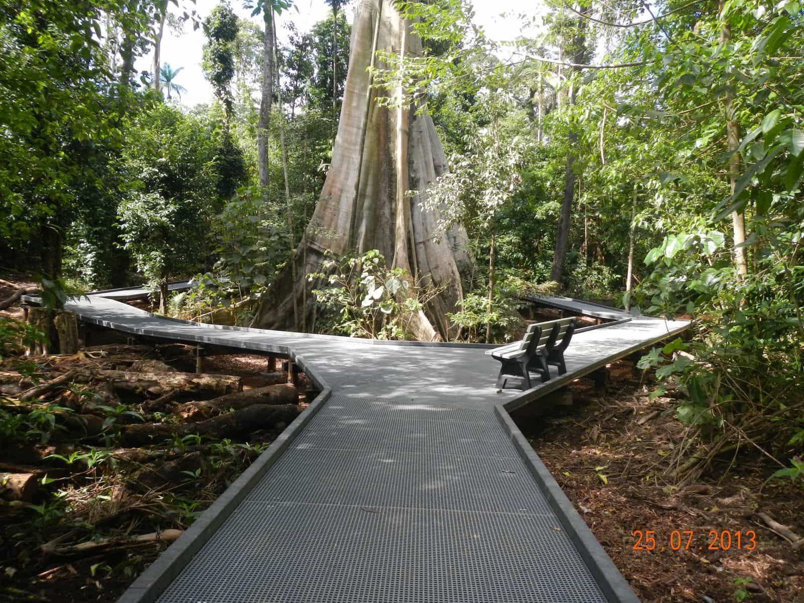 Boardwalk leads towards and encircles broad base of large fig tree, surrounded by forest.
