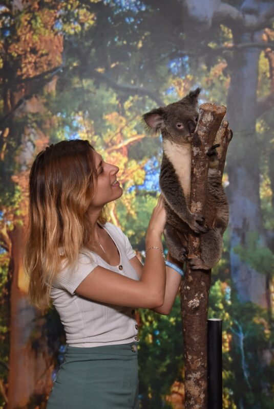 Koala Perch Photo