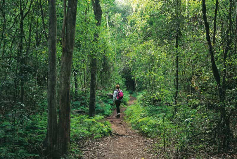 Person walking in forest, Cania Gorge National Park