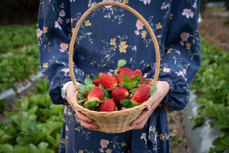 Basket full of freshly picked strawberries