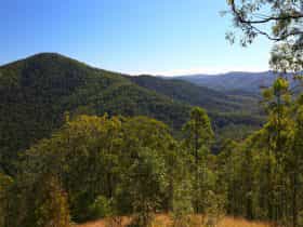 Forest clad mountainslie under bright blue skies with trees in foreground.