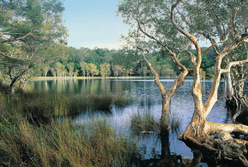 Upper Noosa RIver, and surrounding woodland, Cooloola.