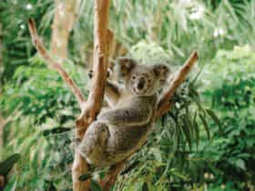 Close up of koala in tree.