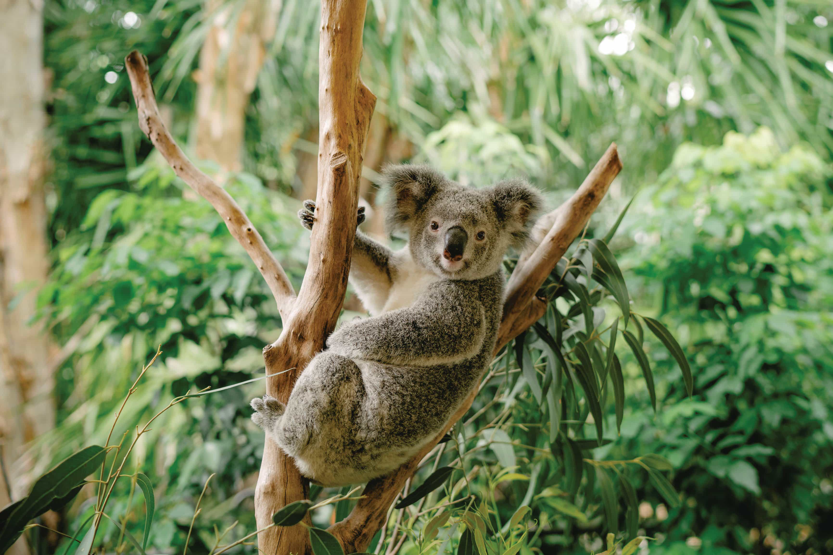 Коала остров. Коала на бамбуке. Тропические животные коала. Коала в бамбуковом лесу. Коала в лесу.