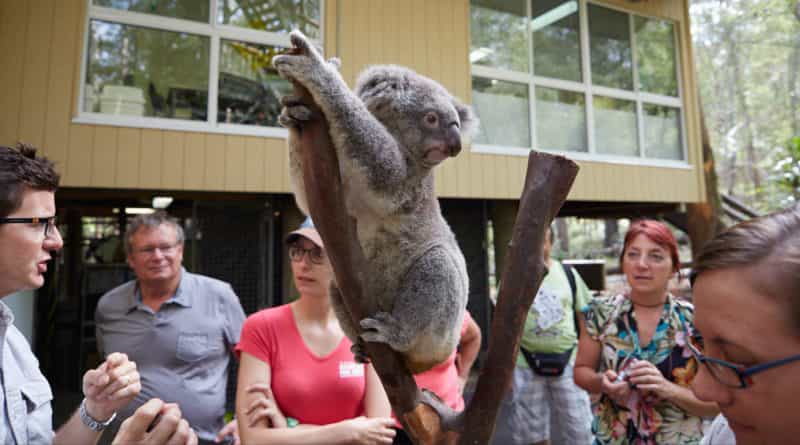 People standing around a koala on a low branch with building in background.