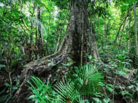 Large buttressed tree stands in lush rainforest.