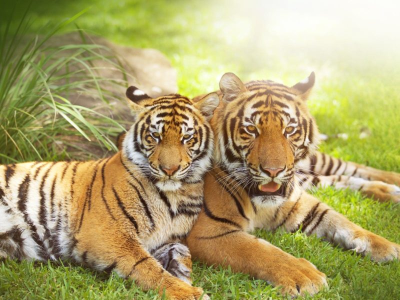 Two tigers lying on the grass at Dreamworld's Tiger Island