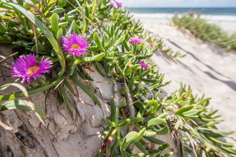 Purple flowers in the sand dunes at Fort Bribie