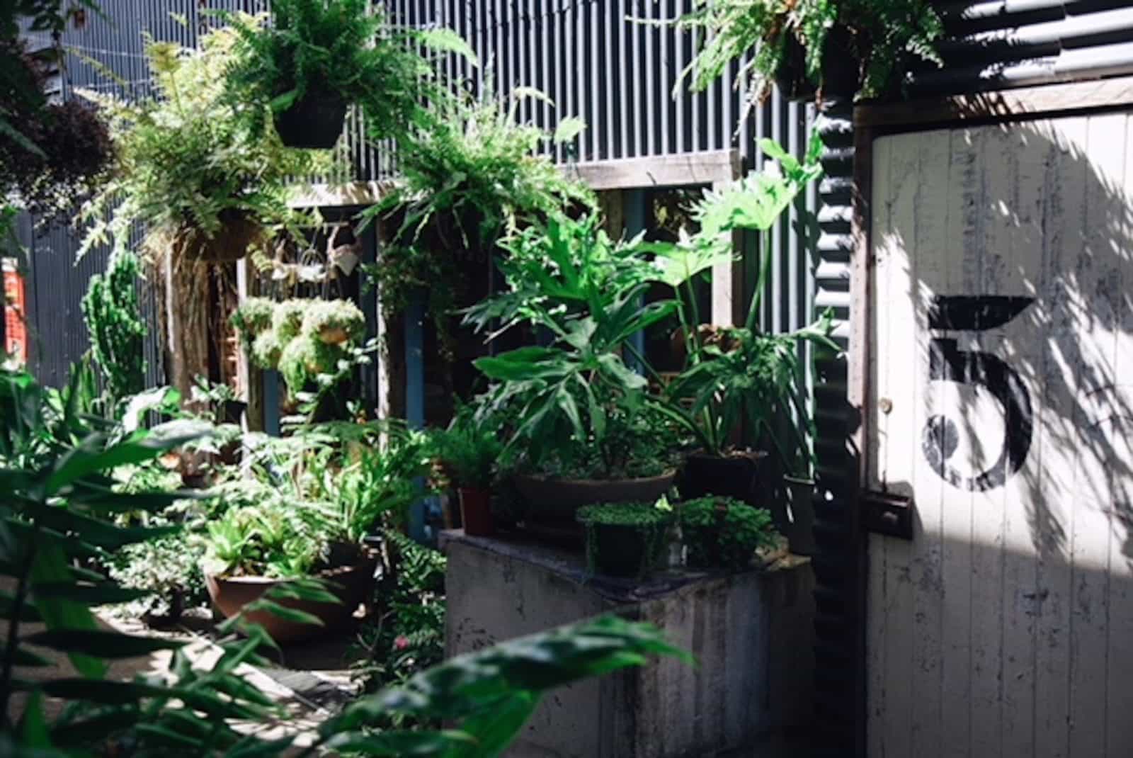 Gather and Dust Temple alleyway filled with beautiful plants