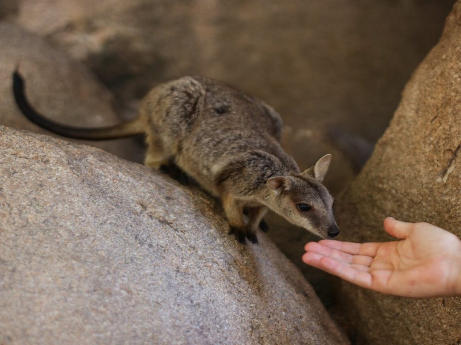 Hand with Rock Wallaby