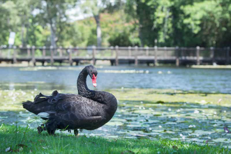 Botanic Gardens swans