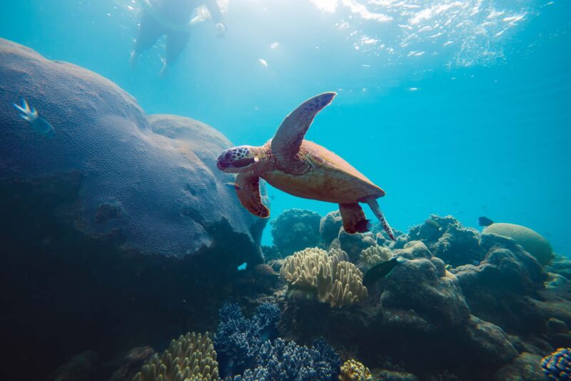 Turtle swimming underwater near the coral reef