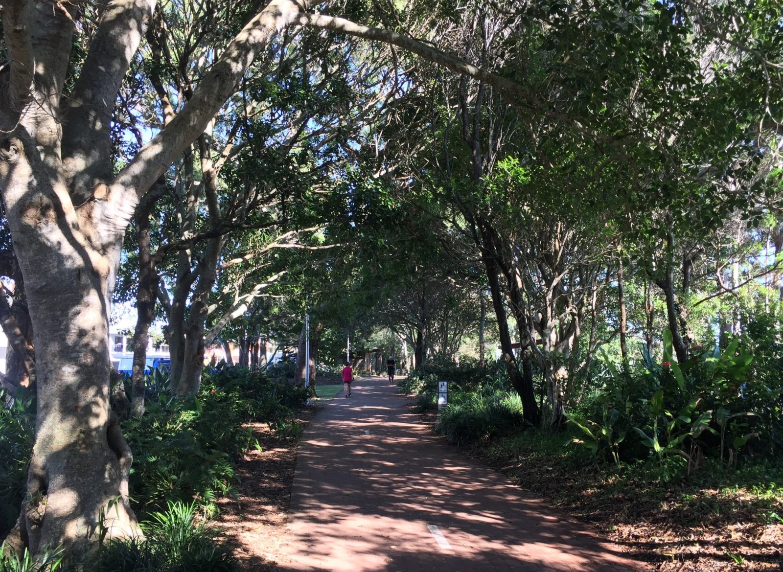 photo showing part of the Hervey Bay coastal bikepath running through trees and gardens
