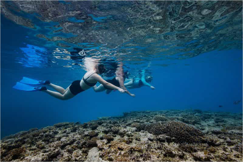 Group of 3 people snorkeling over reef at Lady Musgrave Island