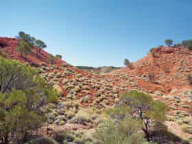 Spinifex-dominated mesa (flat topped hills) of Lark Quarry