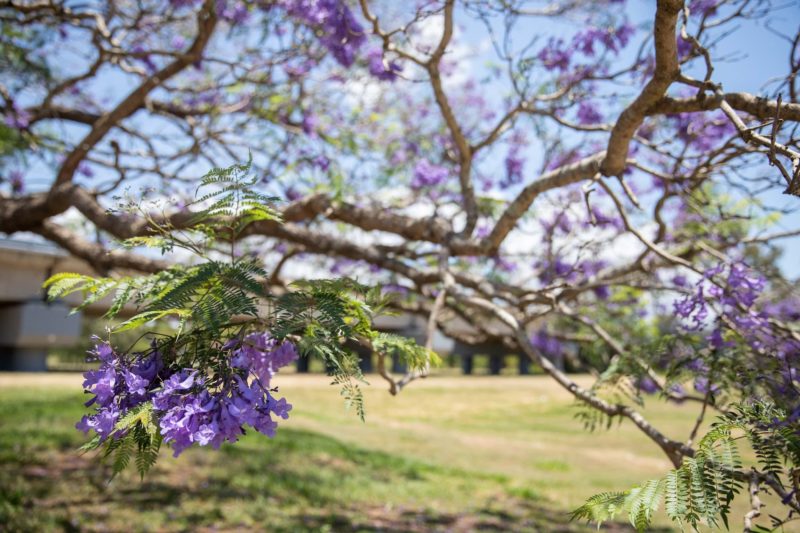 Close up photo of blooming Jacaranda Tree in Leis Park