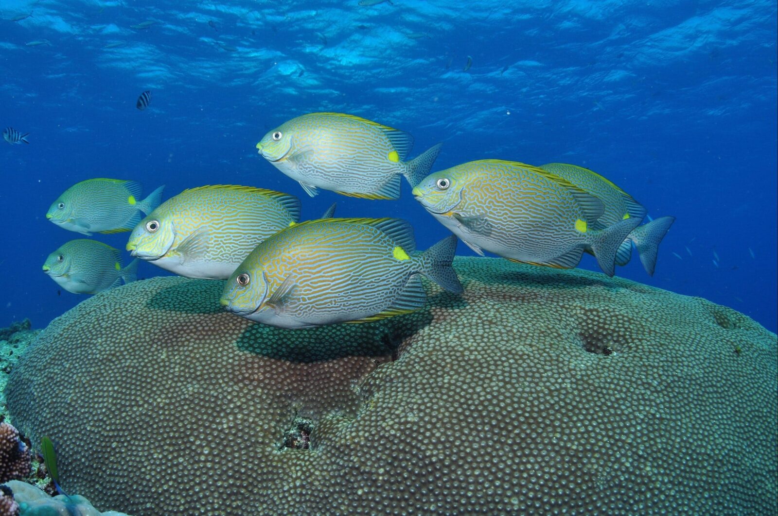 Lodestone Reef