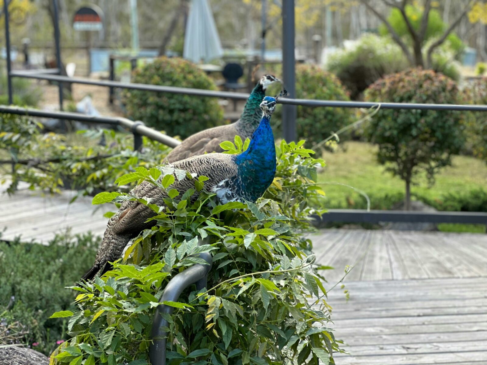 Free roaming peacocks, parrots and Guinea fowl